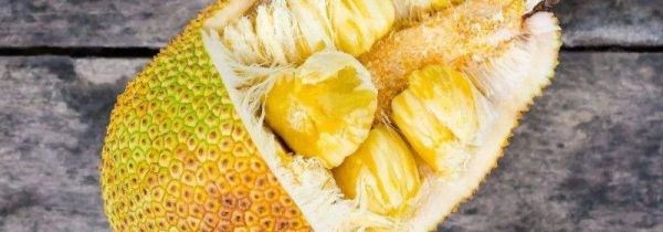菠萝蜜功效与禁忌症