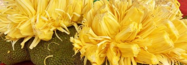 菠萝蜜的黄丝在哪