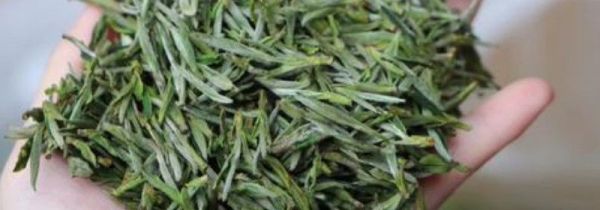 新茶放冷冻还是冷藏