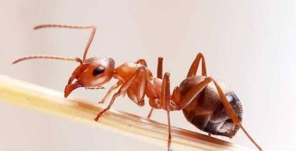 野外被虫子咬了怎么办？