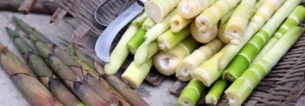 小竹笋的功效和作用禁忌