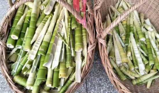 小竹笋的功效和作用禁忌