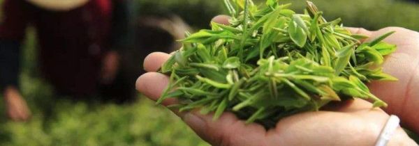 茶叶放了5年还能喝吗