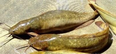 教你怎样辨别野生土塘角鱼和饲养养殖的塘角鱼