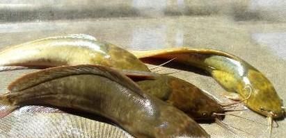 教你怎样辨别野生土塘角鱼和饲养养殖的塘角鱼