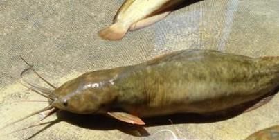 教你怎样辨别野生土塘角鱼和饲养养殖的塘角鱼