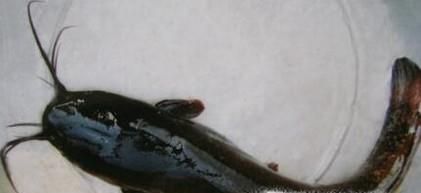 教你怎样辨别野生土塘角鱼和饲养养殖的塘角鱼