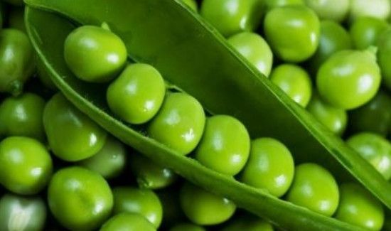 吃豌豆的禁忌