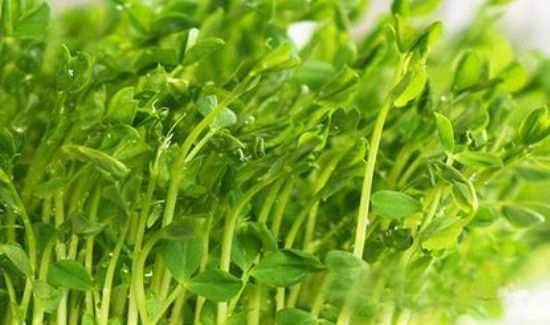 如何让豌豆发芽