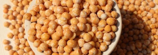 黄豌豆发芽了还能吃吗