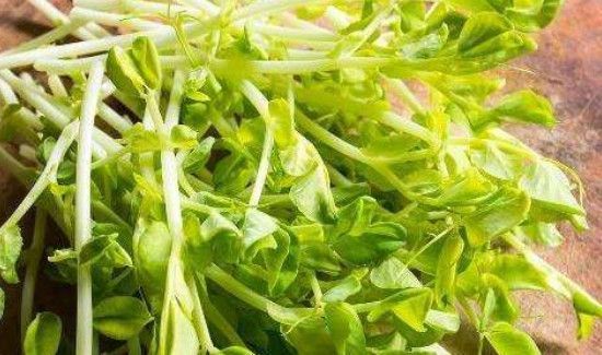 如何让豌豆发芽