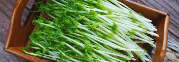 如何让豌豆发芽