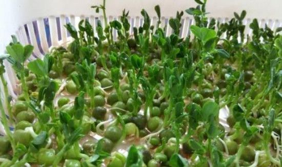 如何让豌豆发芽