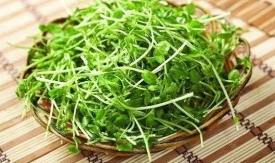 如何让豌豆发芽