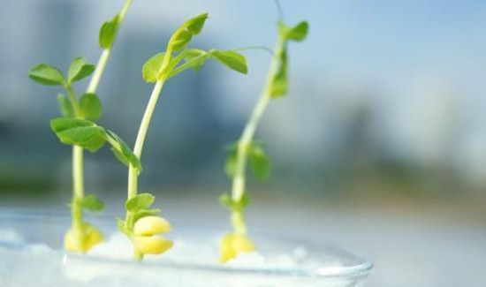 黄豌豆发芽了还能吃吗