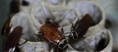 驱除蟑螂的小妙招