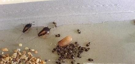 驱除蟑螂的小妙招