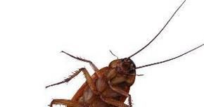 驱除蟑螂的小妙招