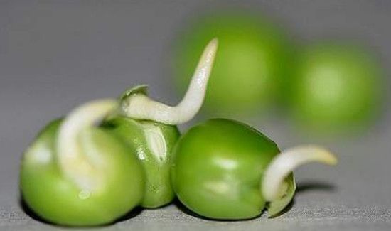 青豆放冰箱长芽能吃吗