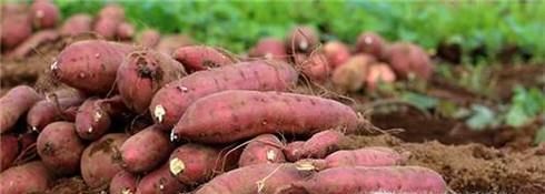 白露节气吃什么？