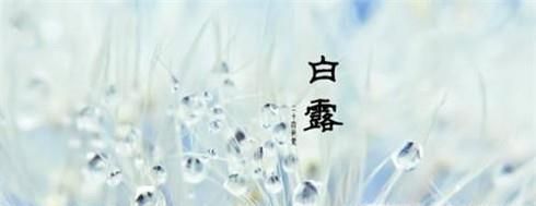 白露节气吃什么？