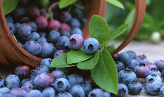 花青素哪些人不能喝