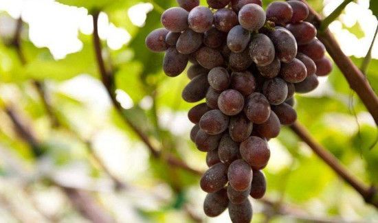 龙虾和葡萄能一起吃吗