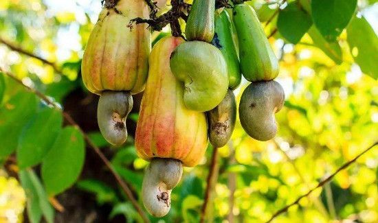 腰果的功效与作用害处