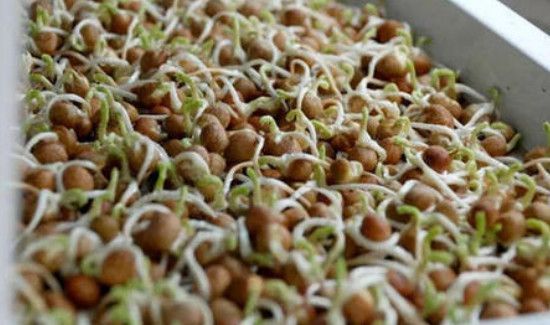 自发豌豆芽的妙招