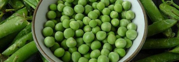 自发豌豆芽的妙招