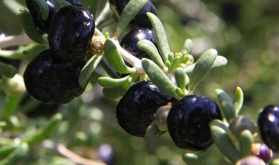 女人喝黑枸杞好处