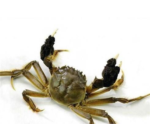 螃蟹钳子上的毛怎么去掉