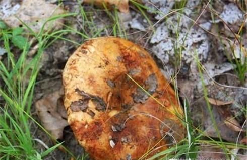 常见的东北蘑菇种类有哪些