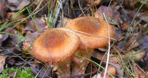 常见的东北蘑菇种类有哪些