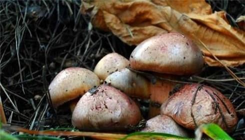 常见的东北蘑菇种类有哪些