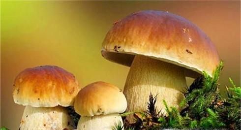 常见的东北蘑菇种类有哪些