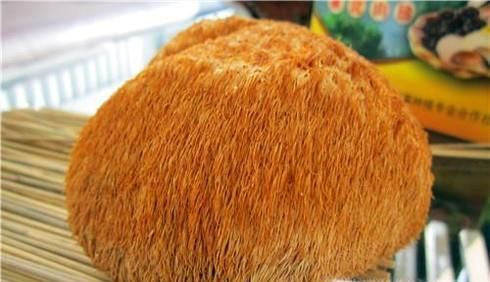 常见的东北蘑菇种类有哪些