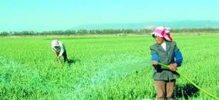 秋播大蒜栽培技术