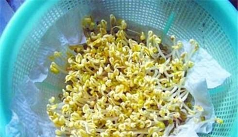 怎样在家发绿豆豆芽