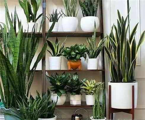 室内养什么花最适合?