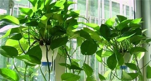 室内养什么花最适合?