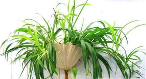 室内养什么花最适合?