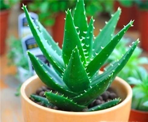 室内养什么花最适合?