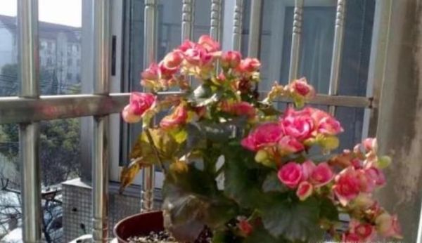 台风来临前要做哪些、什么准备？