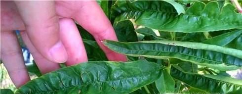 家里消灭蟑螂小妙招  蟑螂怎么消灭！