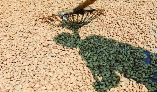 花生受潮不脆了小妙招