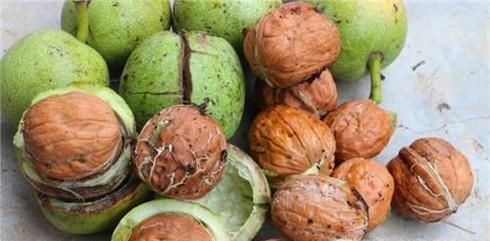 新鲜核桃去青皮和内皮的巧妙方法