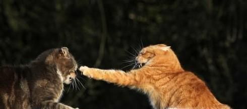 家里养了两只猫,总是打架怎么办