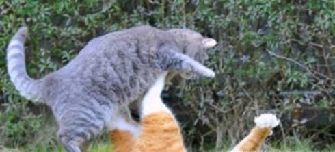 家里养了两只猫,总是打架怎么办