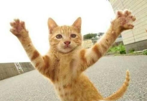 家里养了两只猫,总是打架怎么办